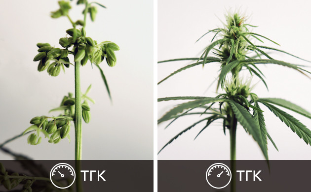 Содержание ТГК в мужских и женских соцветиях значительно отличается Мужское и женское растение конопли