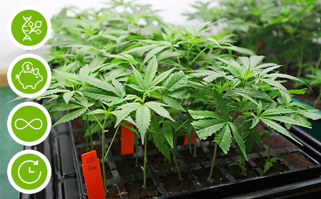 Главные плюсы клонирования конопли