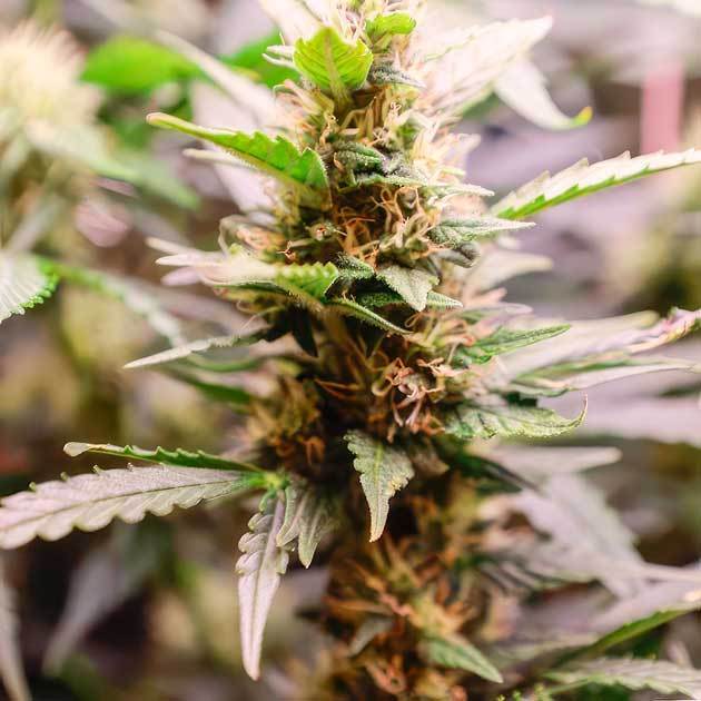 Появление пятен на конопле Янтарные трихомы каннабиса