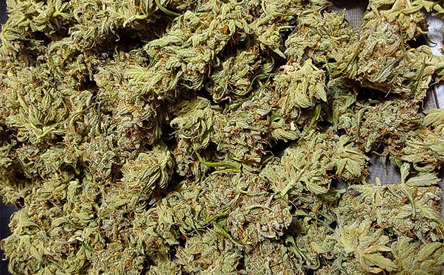 Сбор урожая с кустов Mimosa Cake Auto