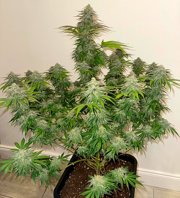 Начало промывки конопли Куст Biscotti Mintz от Barney's Farm на 14 неделе