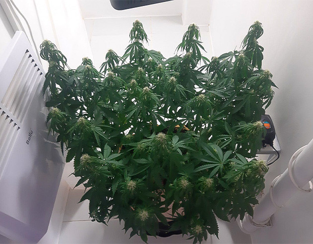 Начало цветения Critical Orange Punch Auto