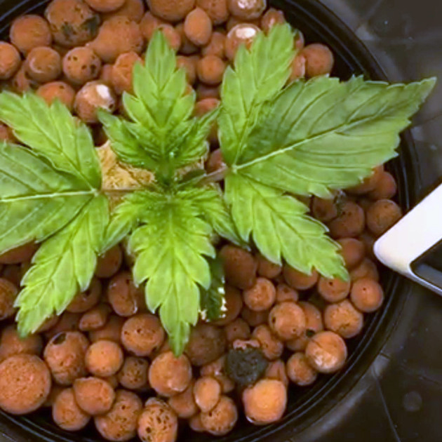 Растишка Lemon AK auto fem на второй неделе роста Вегетация Lemon AK auto fem