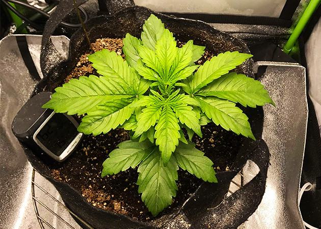 Активный рост зеленой массы на второй неделе Три пары полноценных индичных листьев