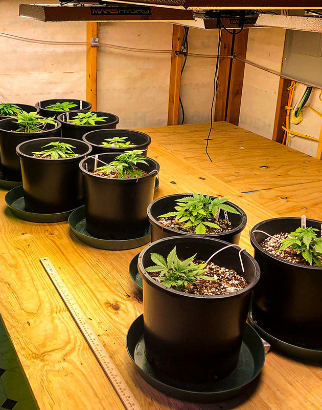 Гроурепорт Gelato Auto выращивание сорта конопли Gelato Auto