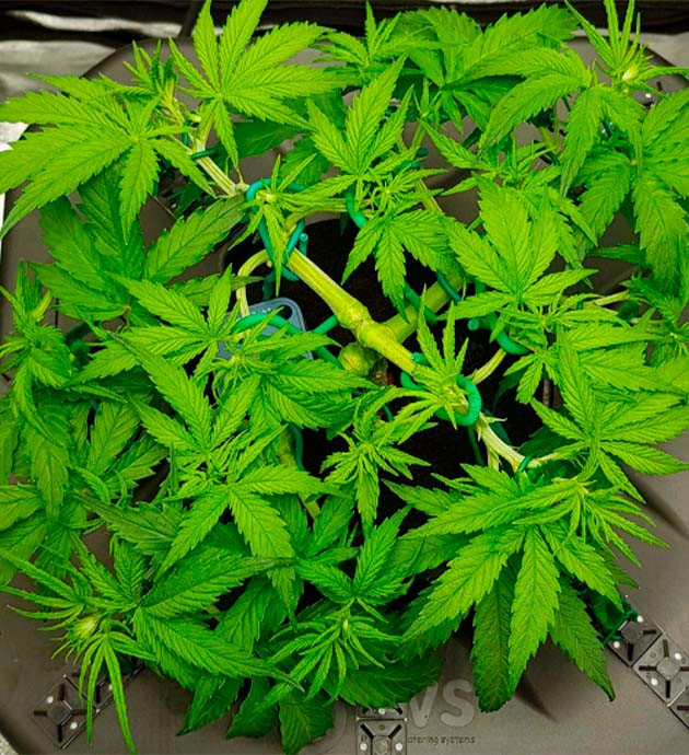 Появление точек роста соцветий