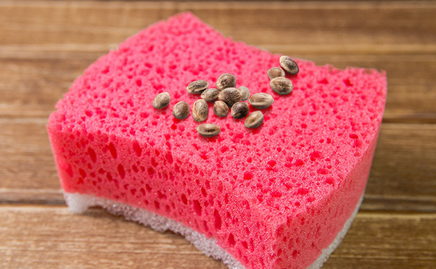 Проращивание между губками семена на кухонной губке