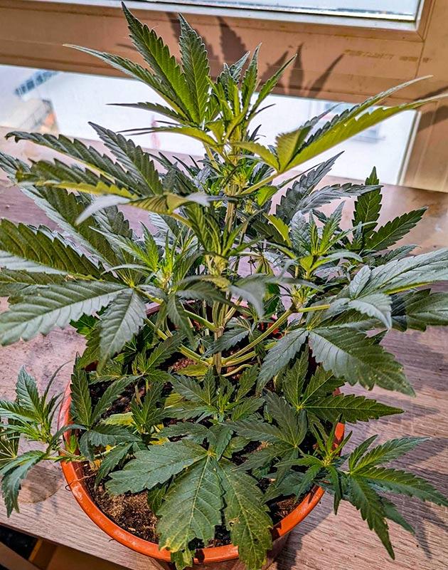 Куст Peach Crescendo Auto RF3 от Ethos Genetics на 4 неделе