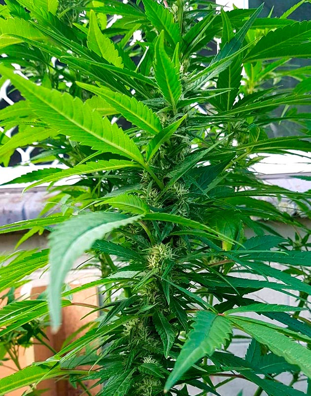 Начало цветения Pineapple Chunk Стимуляция цветения сорта Pineapple Chunk