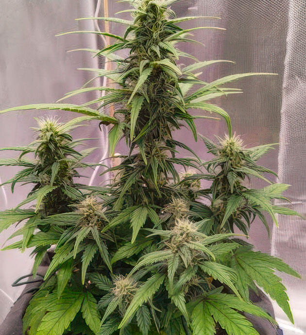 Куст +Speed Auto на фазе цветения