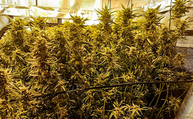 Куст конопли Gelato Auto на 11 неделе выращивания промывка сорта конопли Gelato Auto