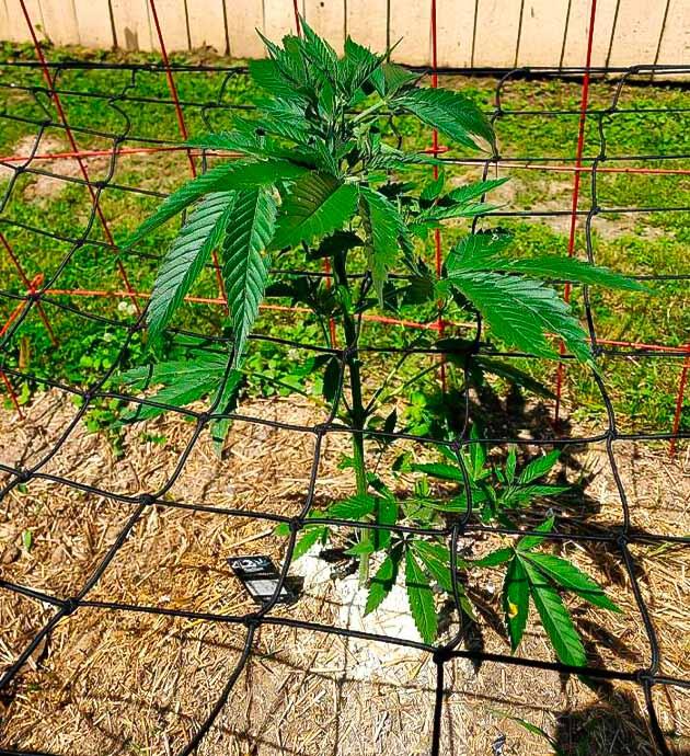 Конопля ростом 35 см