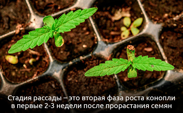 Стадия рассады: ключевой этап выращивания Важность стадии рассады в выращивании