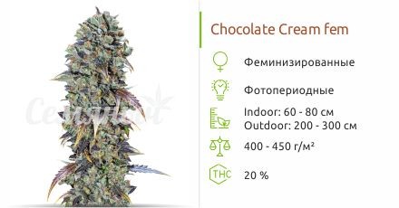 Сорт конопли Chocolate Cream Chocolate Cream fem (00 Seeds)