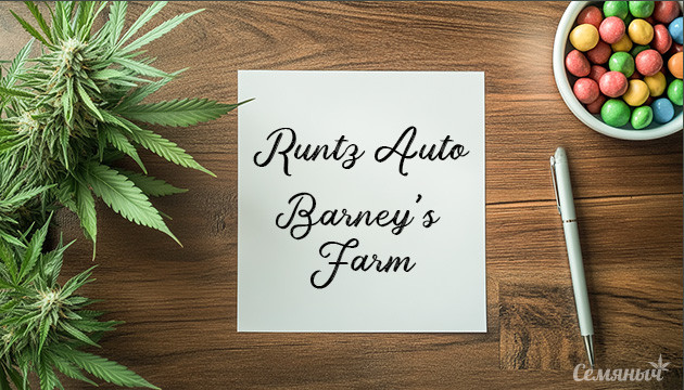 Сорт конопли Runtz Auto от сидбанка Barney’s Farm Сорт конопли Runtz Auto