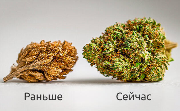 Уникальные ароматические профили сортов каннабиса