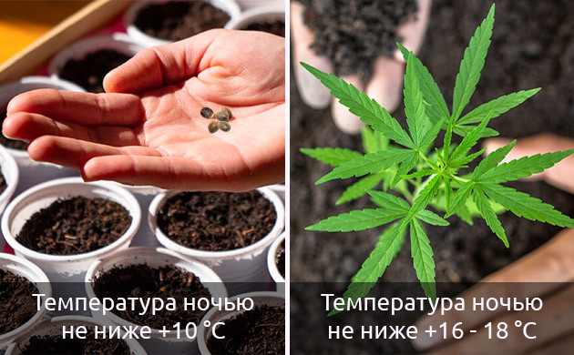 Особенности ухода за марихуаной весной Как ухаживать за марихуаной весной