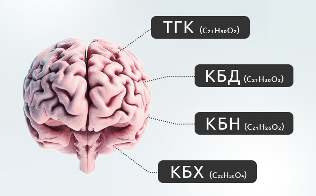 Свойства основных каннабиноидов каннабиса Главные действующие вещества и их свойства