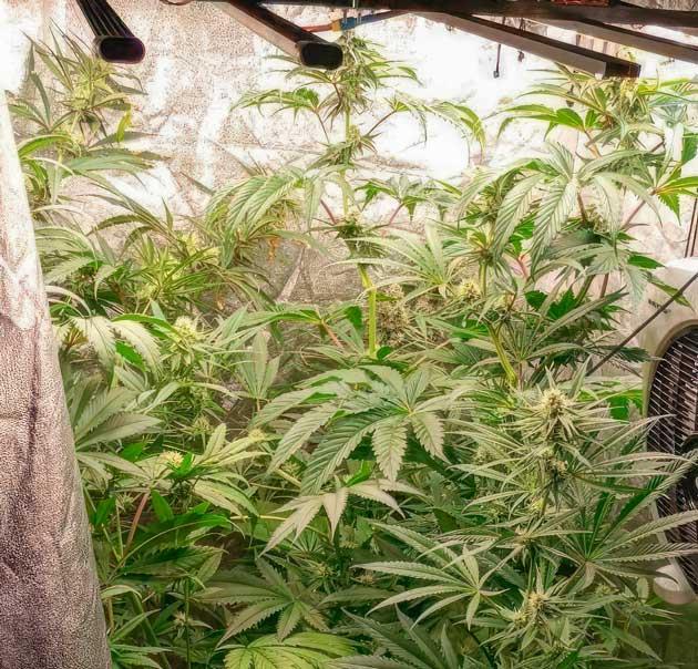 Кусты NUGGZ R1 от ETHOS Genetics на 9 неделе