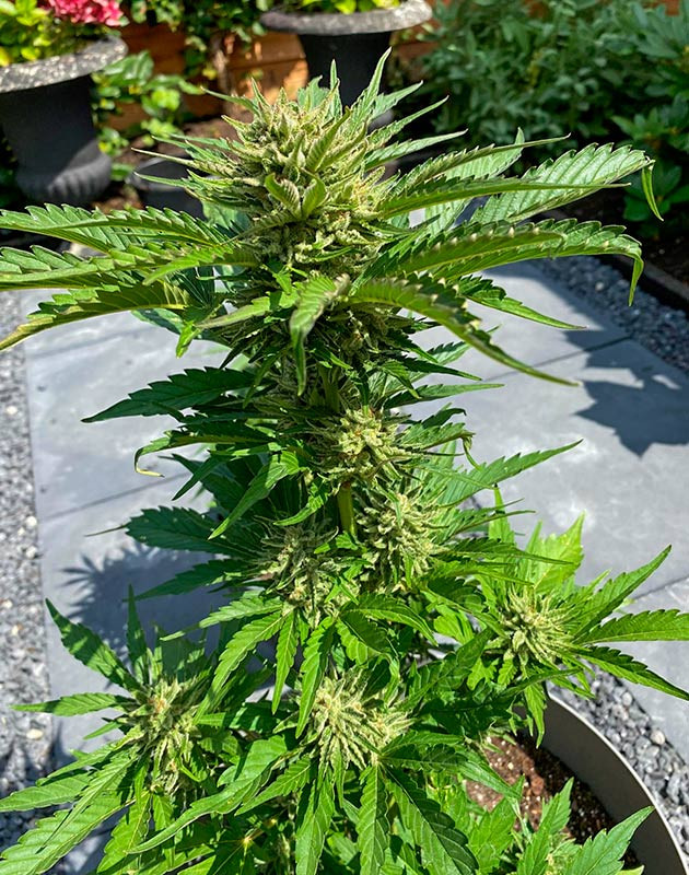 Кусты Guava Auto от FastBuds на 11 неделе