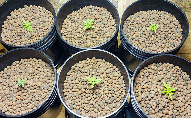 Питание Мимоза Шот от Technaflora Mimosa Shot: начало в гидре