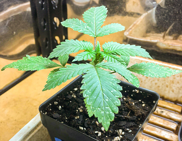 Листья конопли с белыми крапинками