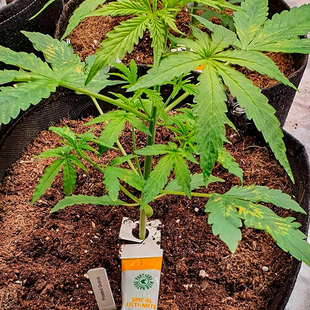 Куст Keep Frosted Guava Auto на стадии вегетации
