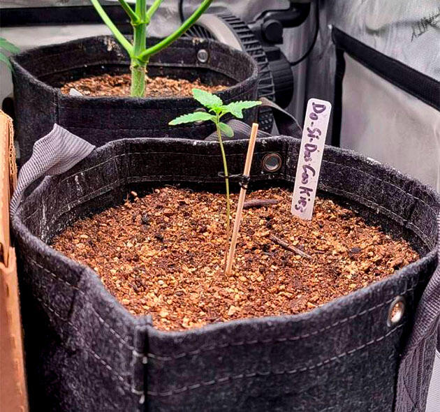 Первая неделя роста Dos-Si-Dos