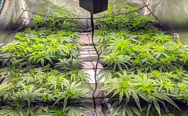 Активная пятая неделя грова