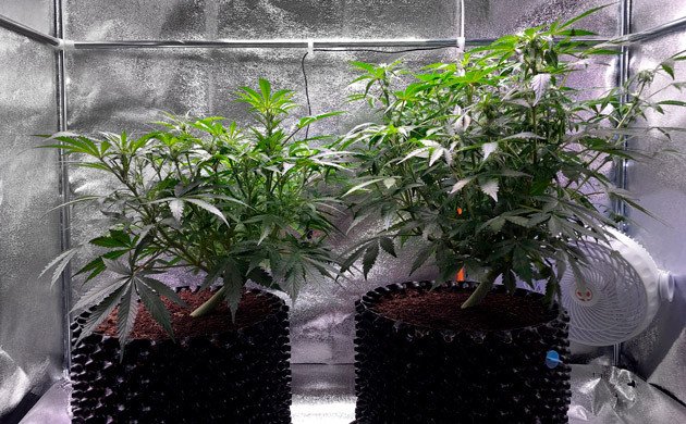 Суперкроппинг марихуаны Суперкроппинг на 6 неделе выращивания