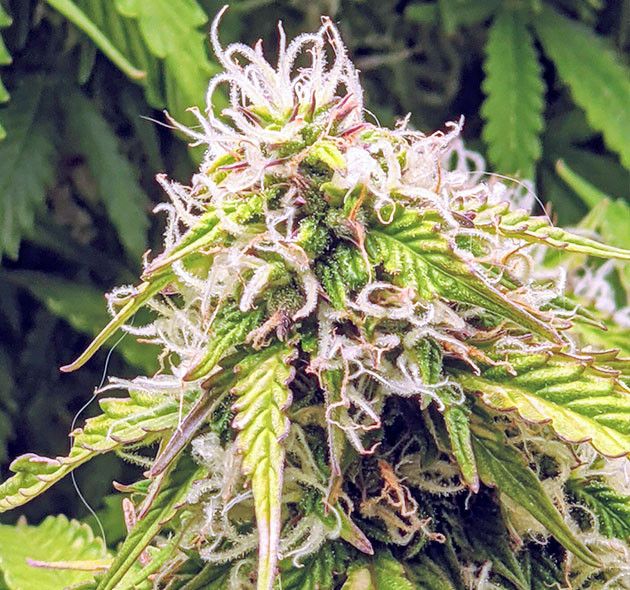 Шишка с множеством белых волосков