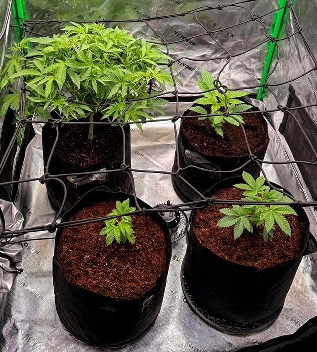 Установка сетки ScrOG и новые соседи 7 неделя Mellowz от Compound Genetics