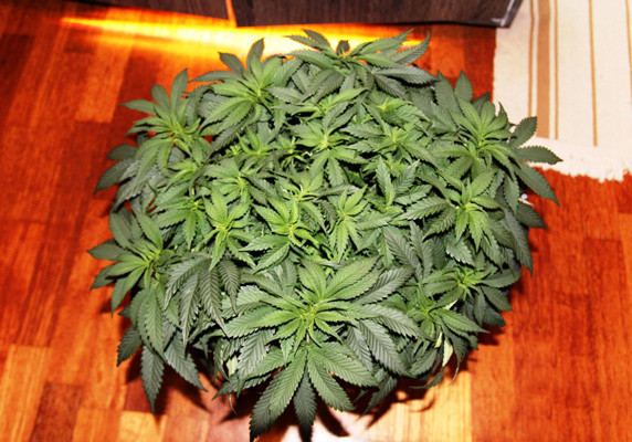 Использование удобрений Вегетация Jack Herer