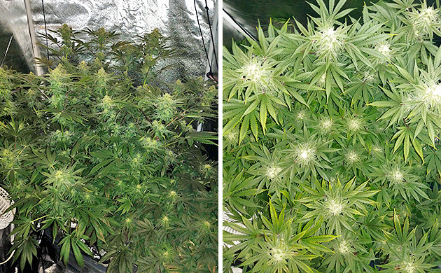 Увеличение запаха марихуаны на 6 неделе 6 неделя цветения Tutankhamon