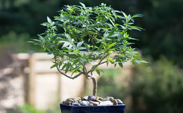Стиль выращивания «бонсай» Древовидная форма куста