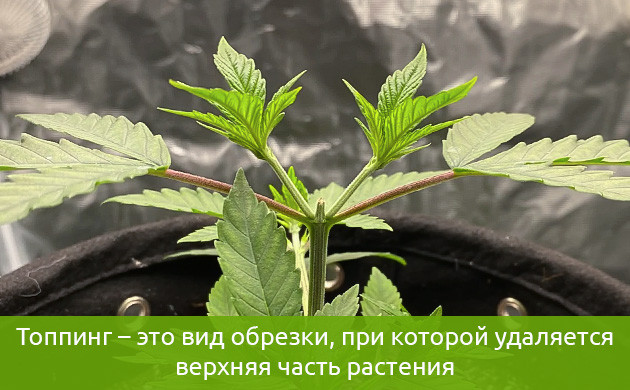Что такое топпинг и где ее применяют Обрезка верхней части конопли