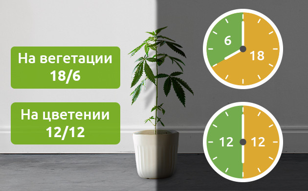 Урожайность конопли и свет Световой режим и урожайность марихуаны