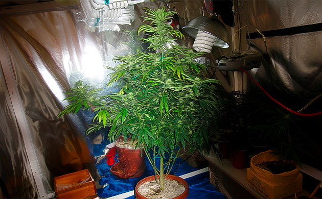 Куст после тренировки лоллипоппинг