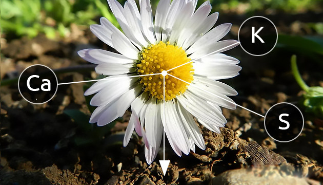 Ромашка накапливает кальций и калий Ромашка накапливает полезные элементы