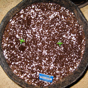 Первая неделя выращивания Второе и третье семя Tangie'matic auto