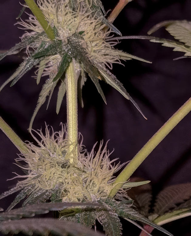 10 неделя роста марихуаны Конопля ростом 46,5 см