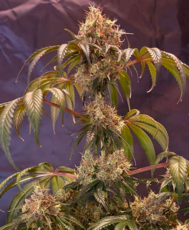 Выращивание конопли на 16 неделе Мутные трихомы каннабиса