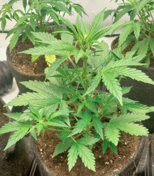 Марихуана ростом 30 см