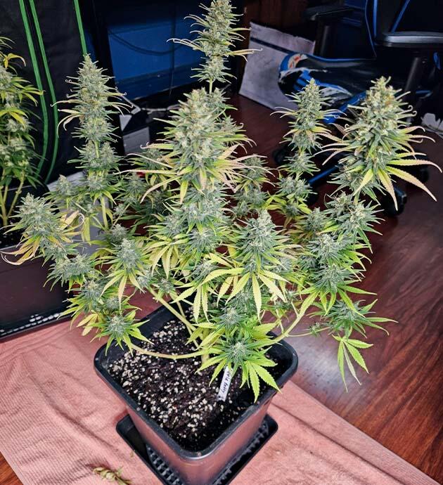 Насыщенный сладко-пряный аромат марихуаны Куст Apple Betty на 13 неделе развития