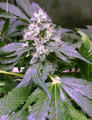 Как выглядит соцветие конопли Шишка марихуаны