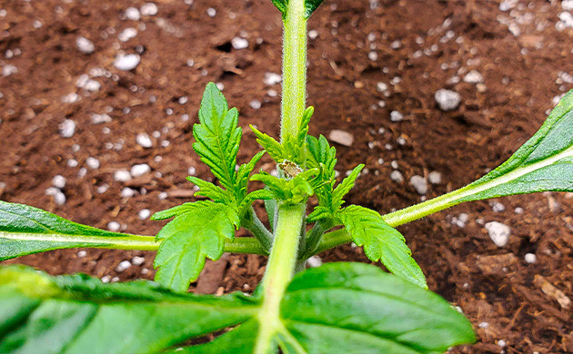 Обрезка верхушки ростка