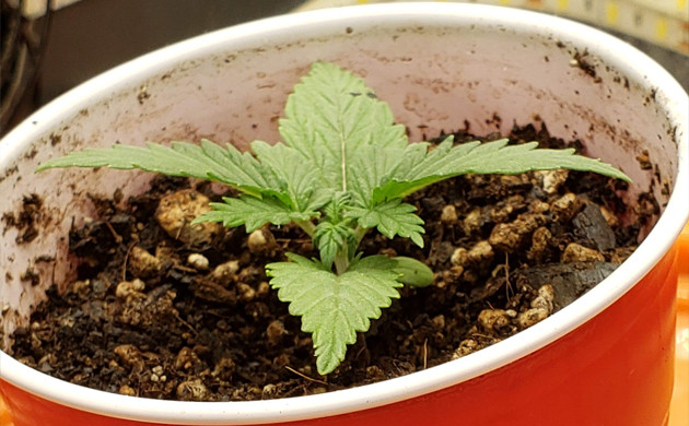 Вторая неделя выращивания Mexican Airlines auto fem