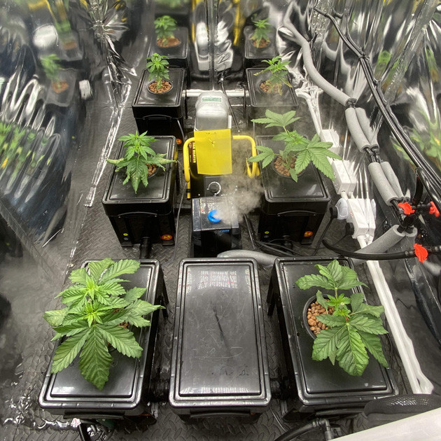 Шесть ростков в гроуруме