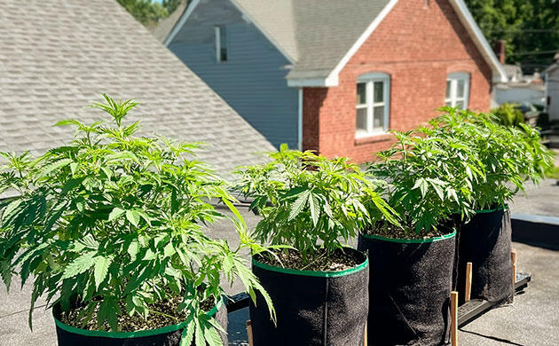 Культивация каннабиса на крыше: преимущества освещения и вентиляции Кусты каннабиса, выращиваемые на открытой крыше здания