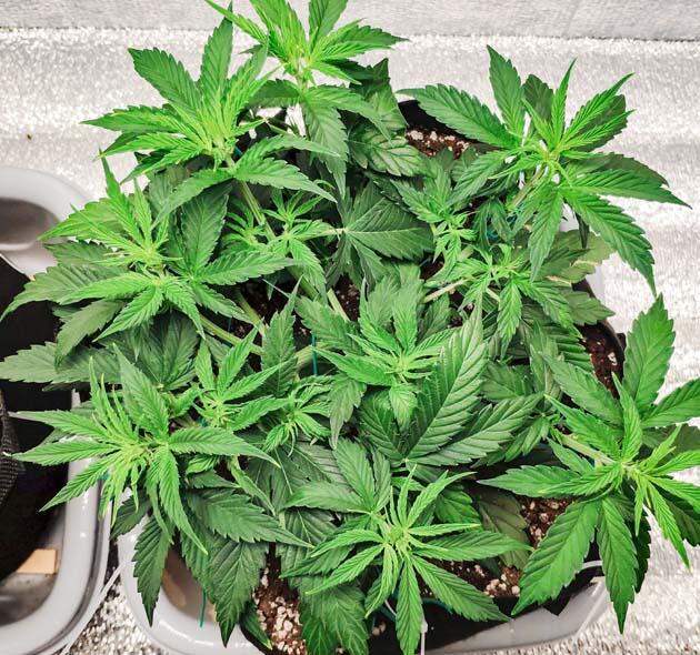 Тренировка LST и появление жёлтых листьев Куст Gorilla Auto от Семяныча на 4 неделе развития